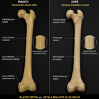 Femur