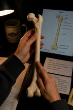 Femur